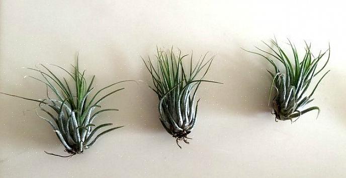 I sandhed er al tillandsia naturligt epifytiske luftplanter