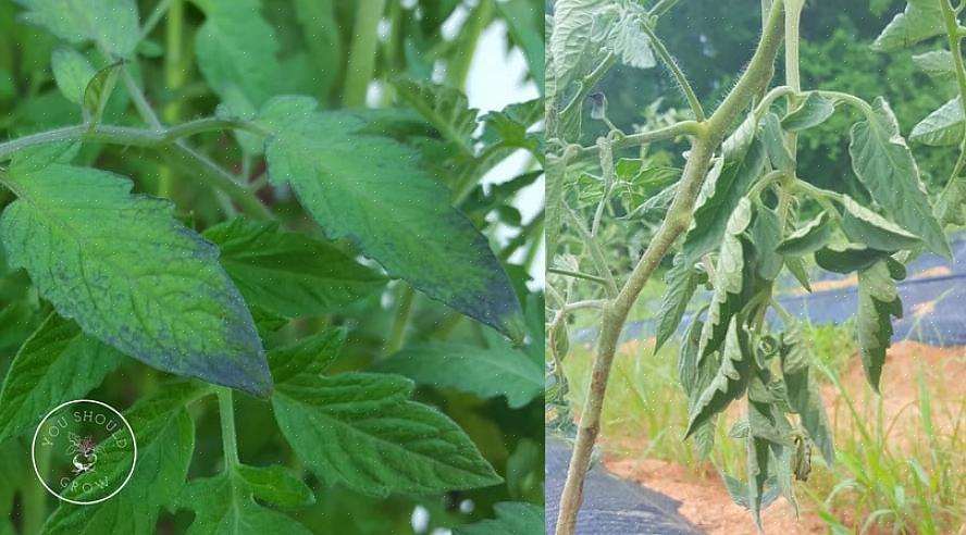 Vil tomatbladene have en eller to pletter pr