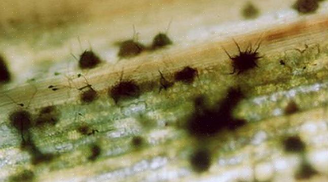 Anthracnose kan påvirke knopperne på et træ tidligt på sæsonen