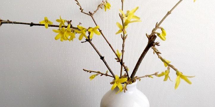 Sådan tvinges du forsythia blomster