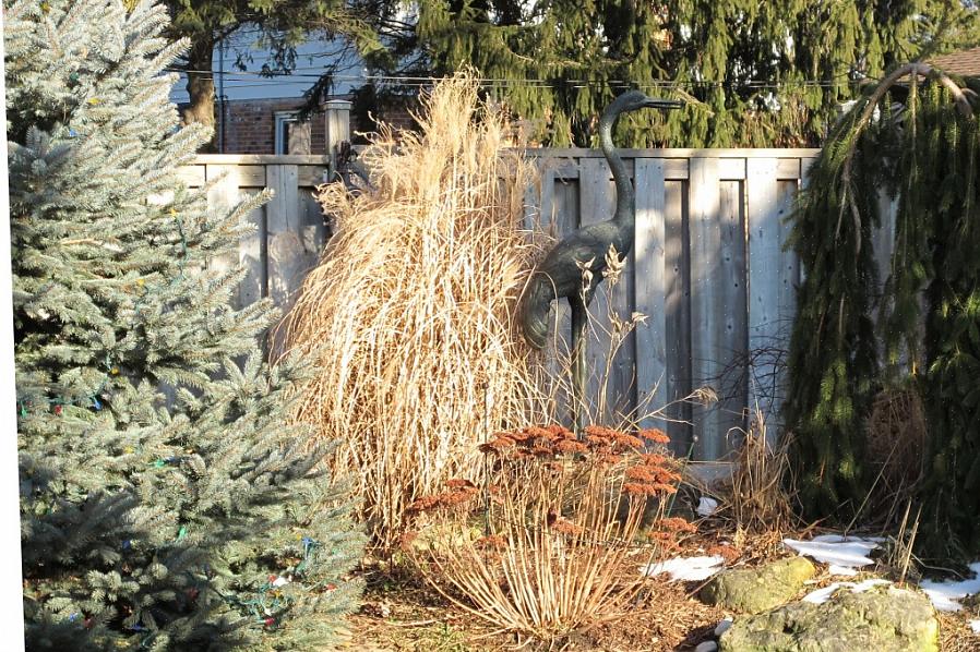 2 meter bred) Dværgen Alberta gran er fortjent en af de mest populære dværgstedsgrønne planter