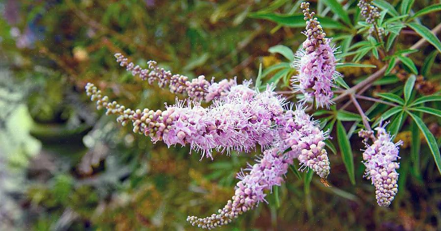 Det kyske træ (Vitex agnus-castus) er en dejlig løvfældende busk