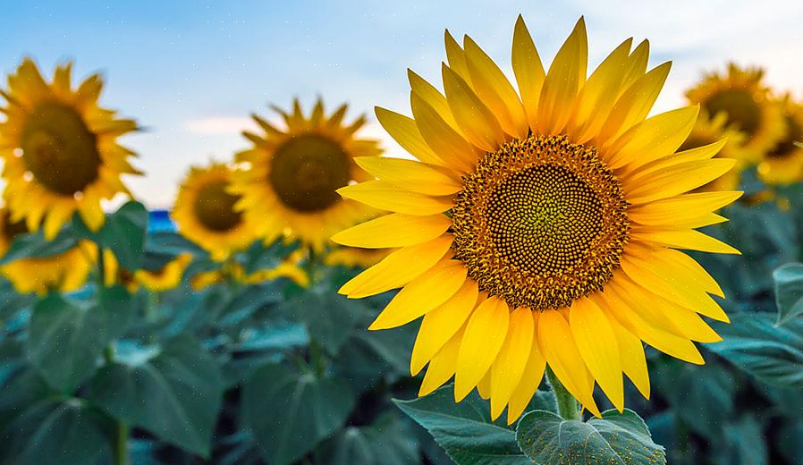 Flerårig Helianthus blomstrer bedst i fuld sol