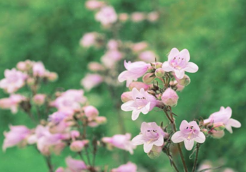 Penstemon planter er urteagtige stauder