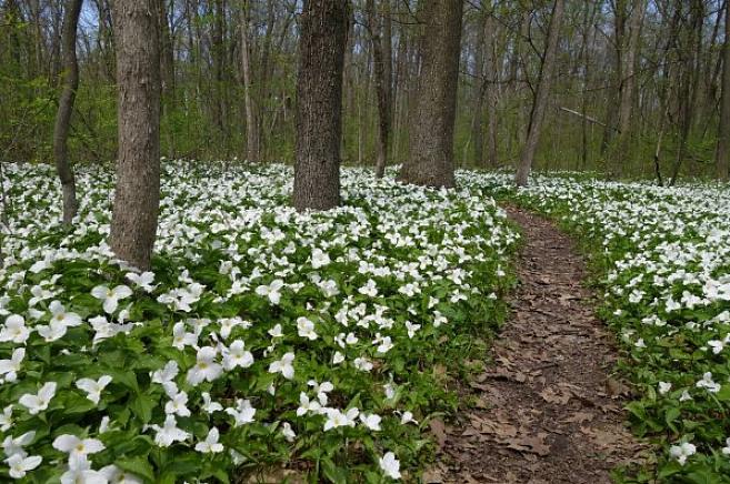 Blomsterfarver fra hvid til mahogni
