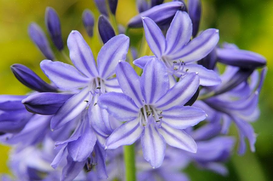 Agapanthus kaldes undertiden den blå afrikanske lilje eller bare afrikansk lilje er en vidunderlig plante