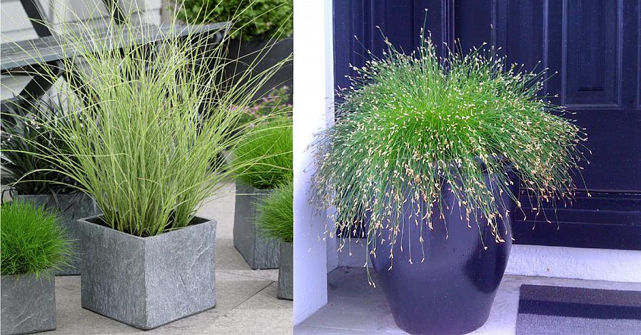 Fjerrørgræs (Calamagrostis x acutiflora) er kølesæson