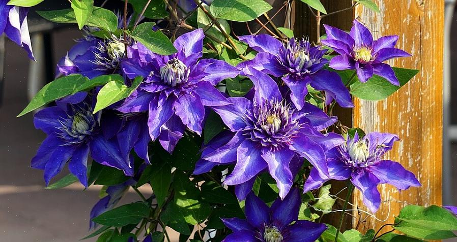 Forfatter af Clematis the Complete Guide