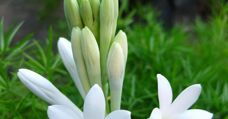 Plantefamilien Agavaceae inkluderer slægten Polianthes