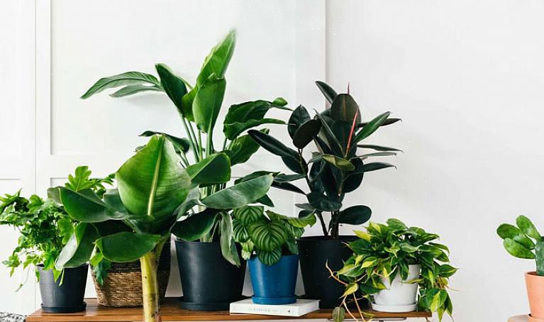 Mens de fleste planter har brug for mindre vand om vinteren