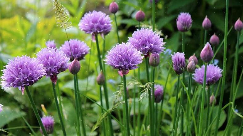 Purløg har en fantastisk lilla blomst