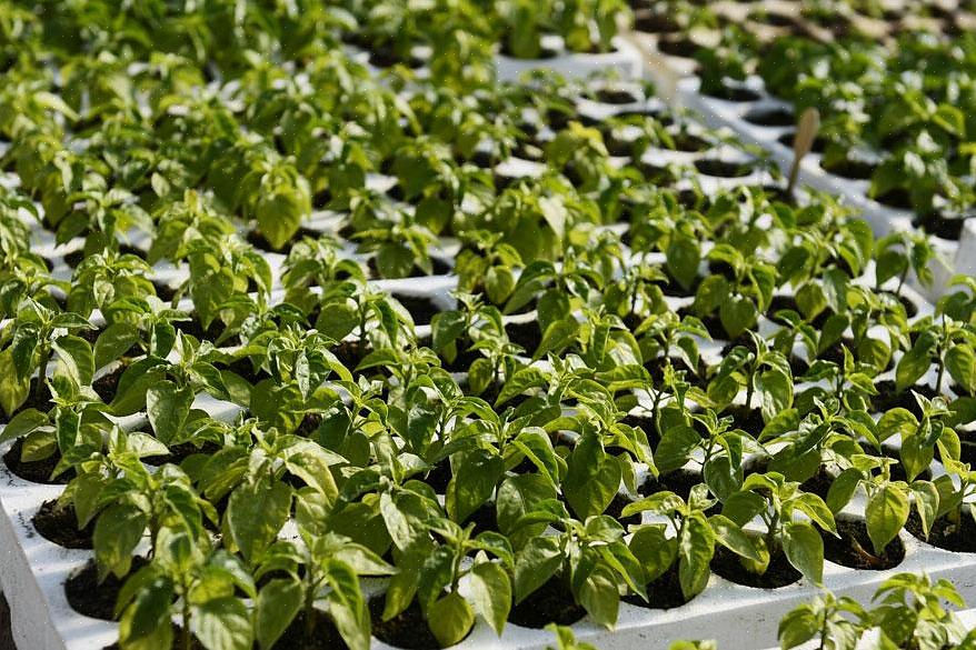 Jalapeno-planter har brug for en jævn tilførsel af vand