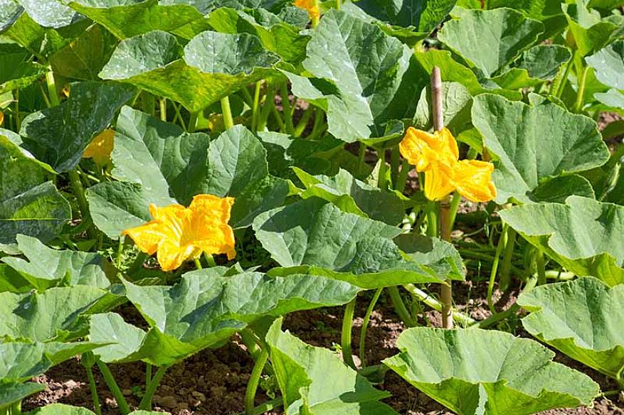 At de beskærer dine squash vinstokke en gang