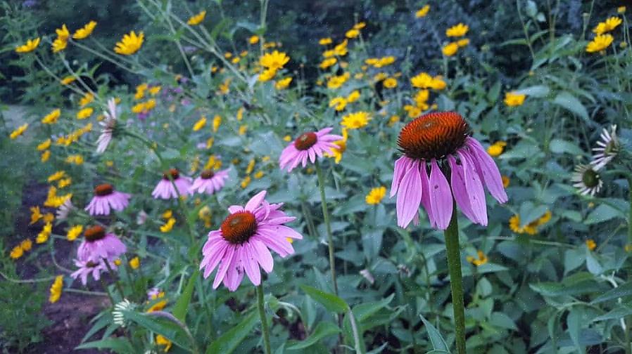 Heliopsis helianthoides er en mundfuld