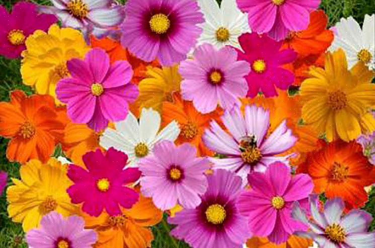 Du kan også give et blomsterkort eller design af blomsten på den gave