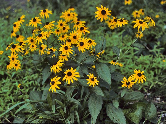 Rudbeckia hirta 'Maya' minder om faldmødre med sine lag med frilly kronblade