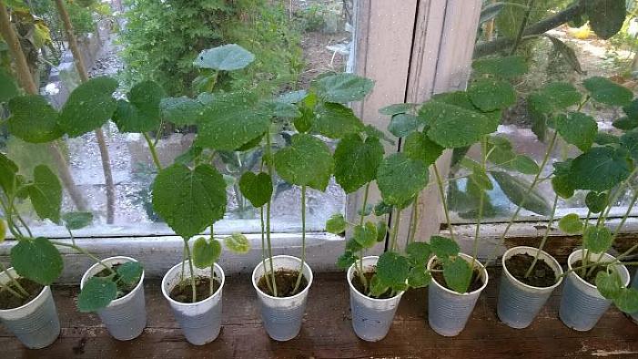 Okra planter dyrkes for deres lange
