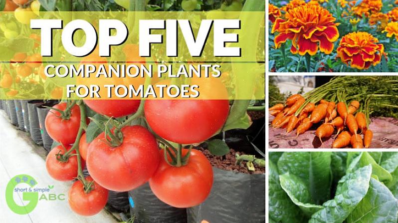 Denne ledsager er ikke kun let at stoppe sammen med din yndlings tomatplante