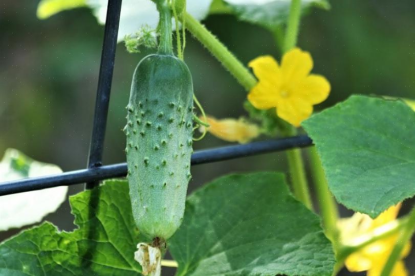 Ligesom nogle planter er gode ledsagere sammen