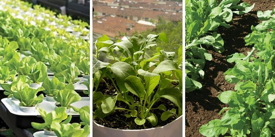Som en bonus er arugula-blomster