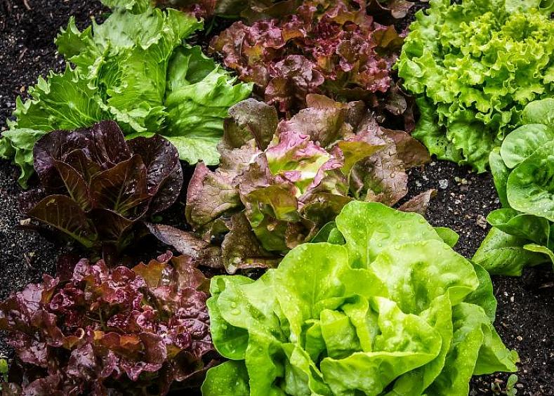 Før du går ind for at redde dine salatfrø
