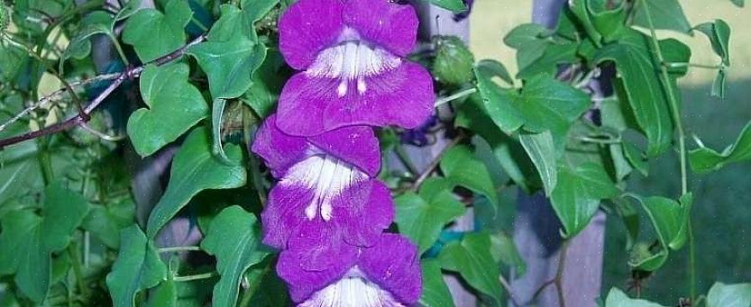 Klatring Snapdragon er populært kendt som Snapdragon Vine