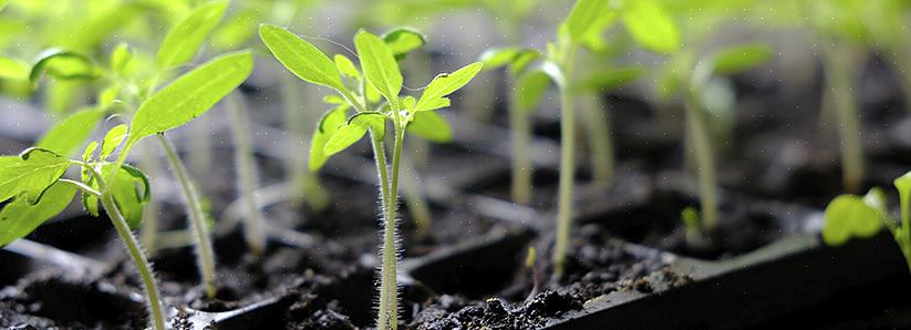 Skal du kontrollere den anbefalede plantedybde eller plante lidt lavere næste gang