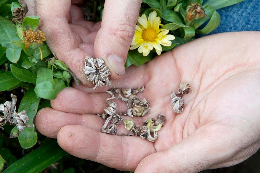 Hvis du vil dyrke de samme blomster fra frø