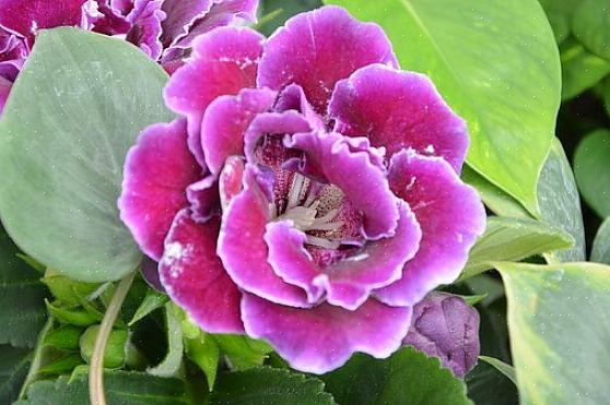 Kan du dyrke vidunderlig gloxinia