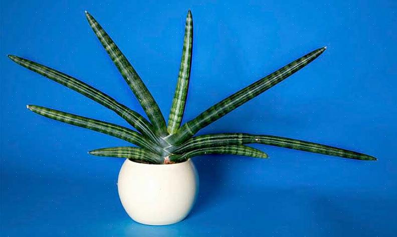 Sansevieria cylindrica er kun nyt for Europa