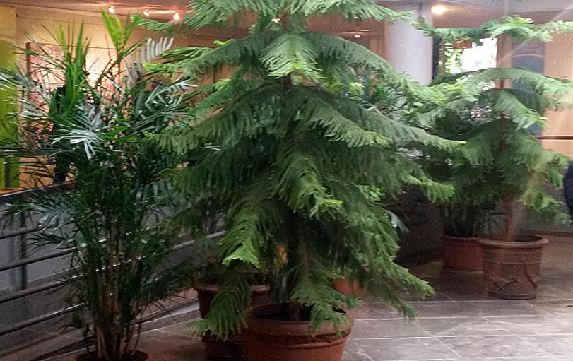 Norfolk Island fyr er en gymnosperm