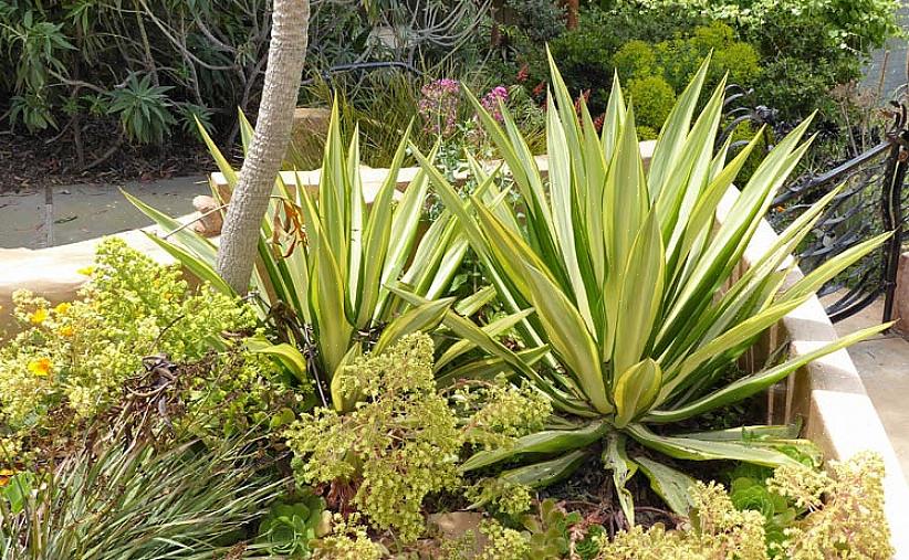 Foetida kaldes også ofte Mauritius hamp eller grøn aloe