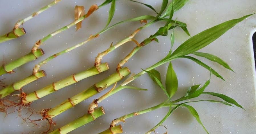 At den nye plante ikke har den samme karakteristiske stilk