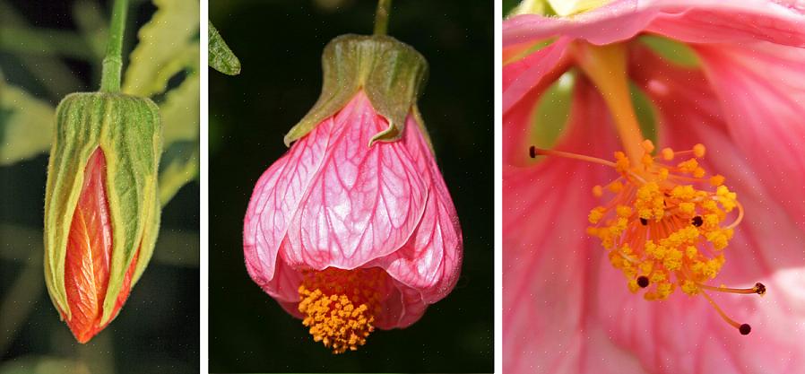 Abutilon er fritblomstrende planter med blade som ahorntræer