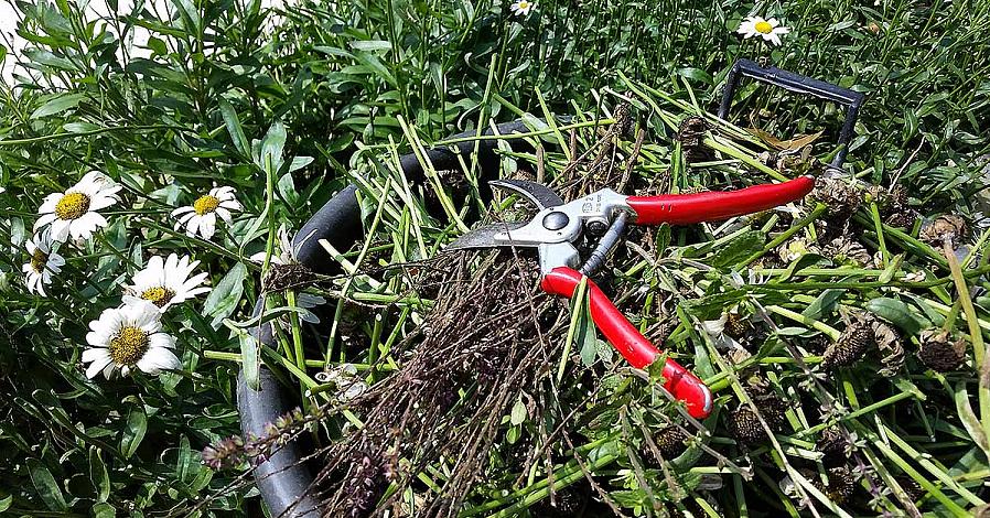 For at skære flerårige planter skal du bruge håndbeskærere til at skære ned hver stamme til lige