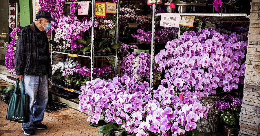 Hvorfor et blomstrende træ
