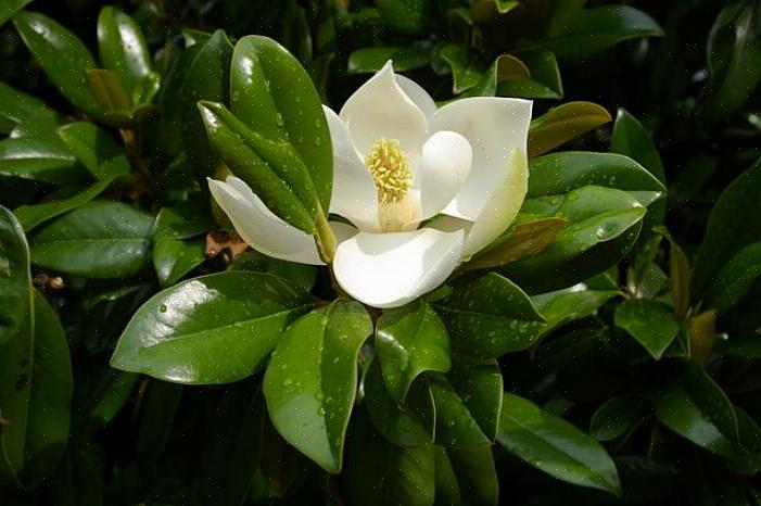 Bladene på mine magnoliatræer er blevet brune