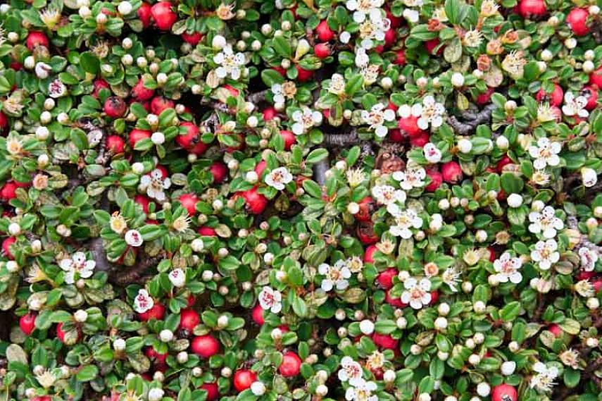 Bearberry er også et nyttigt valg