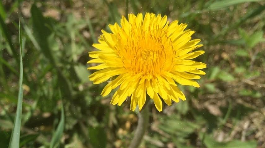 Gennem sommeren høstes bladene og blomsterne