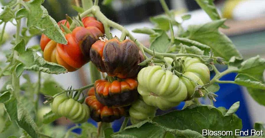 Ødelægger ikke blomsterråden hele frugten