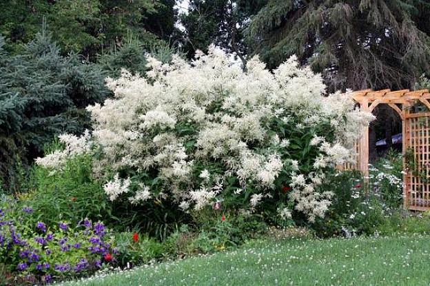 Det kan tage et år eller to for kæmpe fleece blomsterplanter at nå deres modne størrelse