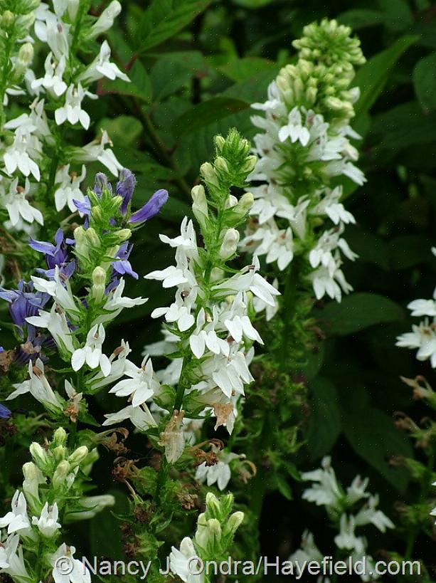 Hvordan man dyrker kæmpe fleece blomsterplanter