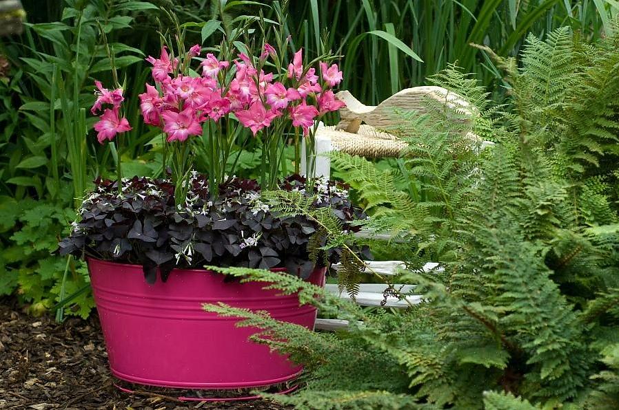 Gladioler har brug for 70 til 90 dage for at blomstre