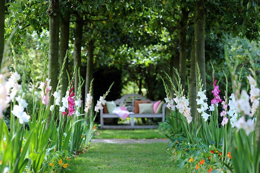 Gladioler er klar til at skære