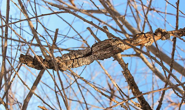 Hvor vilde Prunus-arter ofte er inficeret med sort knude