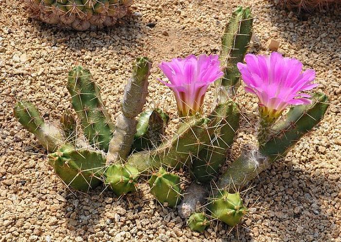 Du kan muligvis se Echinocereus i et havecenter mærket som Claret Cup