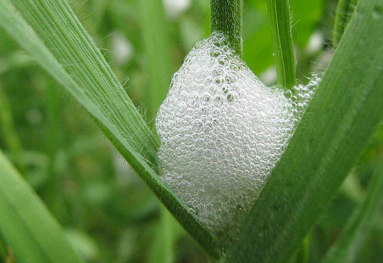 Selvom spittlebug-nymfer lever af plantesaft