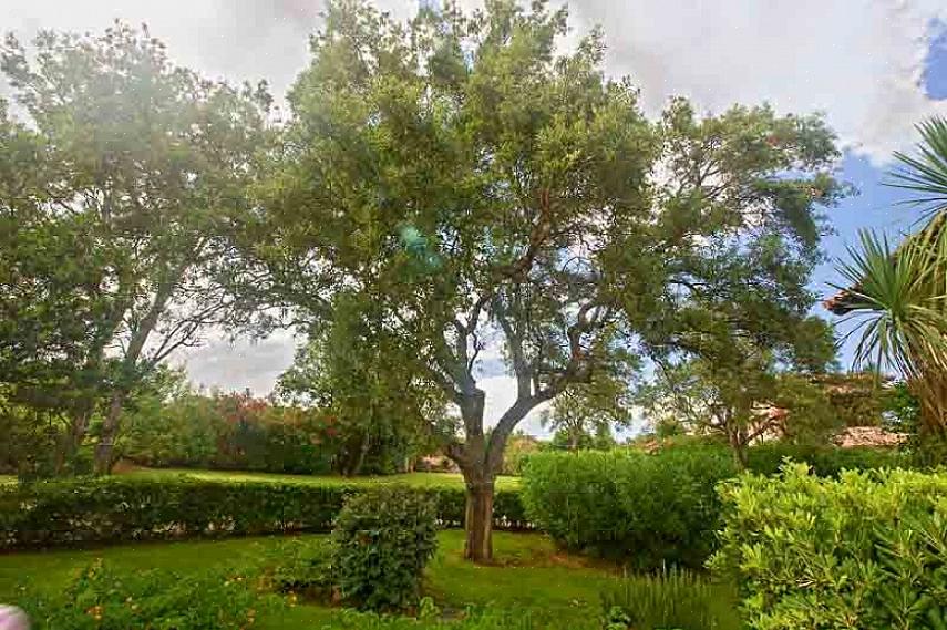 Det botaniske navn for den tyrkiske eg er Quercus cerris