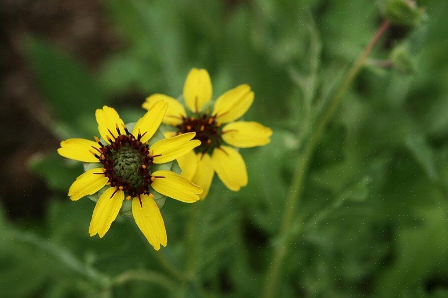 Chokolade daisy er et oplagt valg for den duftende blomsterhave
