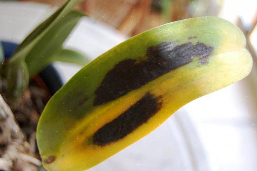 Svampemuskler kan kontrolleres med BT (Bacillus thruingiensis israelensis)